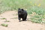 SCHIPPERKE 648